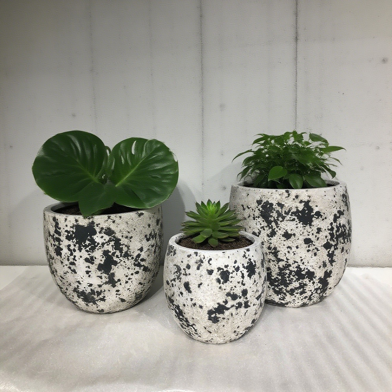 Ultimi blog aziendali su Vaso di fiori di cemento. Pianta Fragmenti di galassia nella vita.