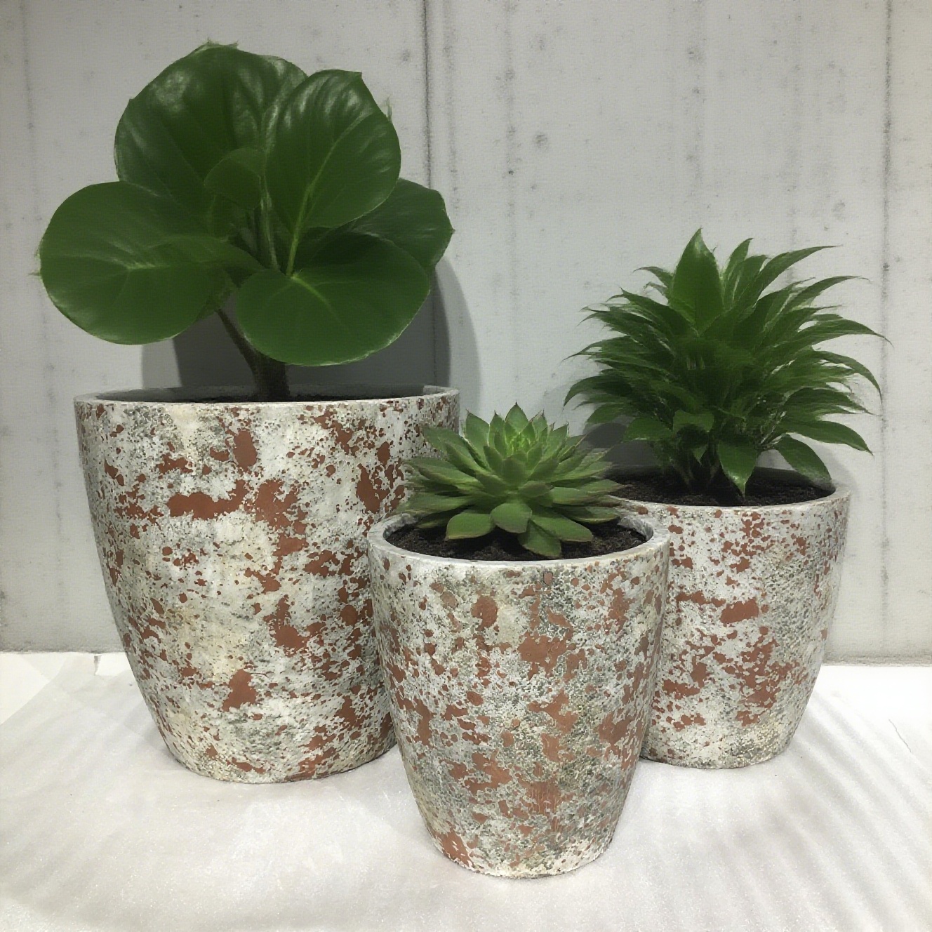 Ultimi blog aziendali su Pottini di fiori di cemento. Pianta Naturale selvaggia nella vita.