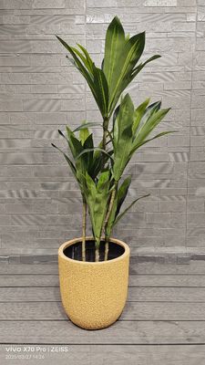 comprare Modelli di buccia di melone giallo Honeydew per progetto di giardinaggio con fioriera rotonda in fibra di argilla online manufacture