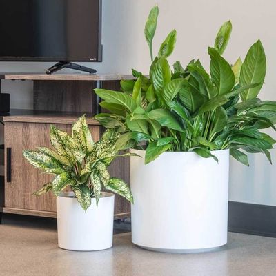 Vaso di piante da fiore in fibra di vetro per piante d'interno